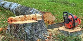 How Our Tree Care Process Works  in  Andale, KS